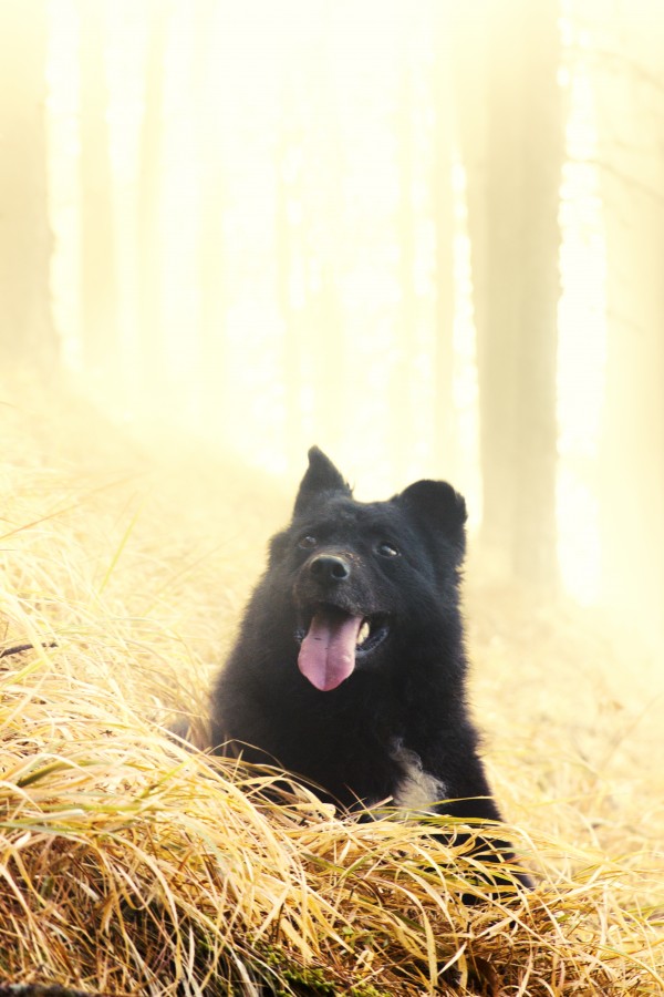 The dog's life by Marko Radovanovic